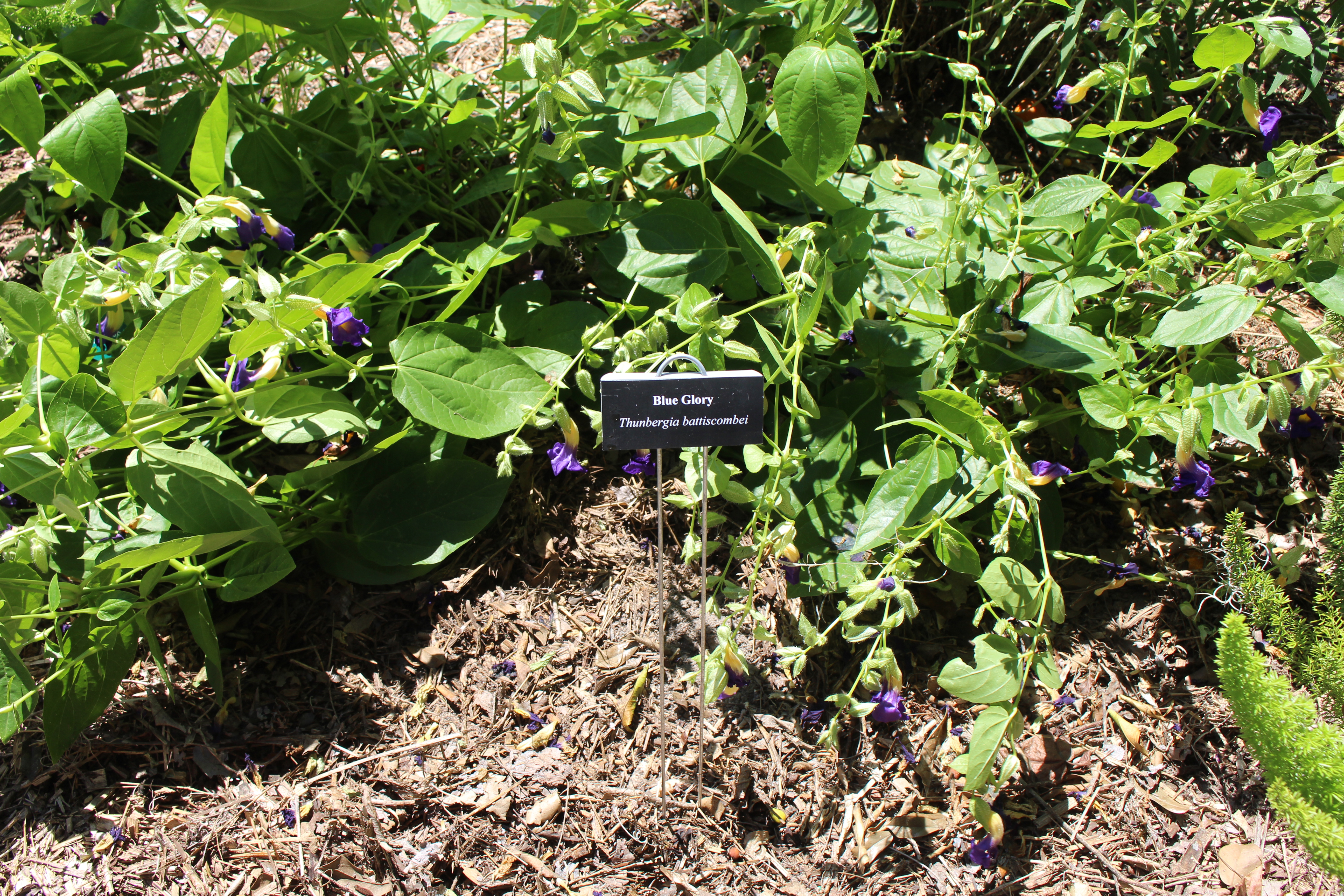 File Coastal Georgia Botanical Gardens Blue Glory Thunbergia