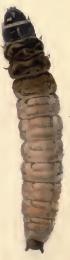 Larva Coleophora caelebipennella larva.JPG