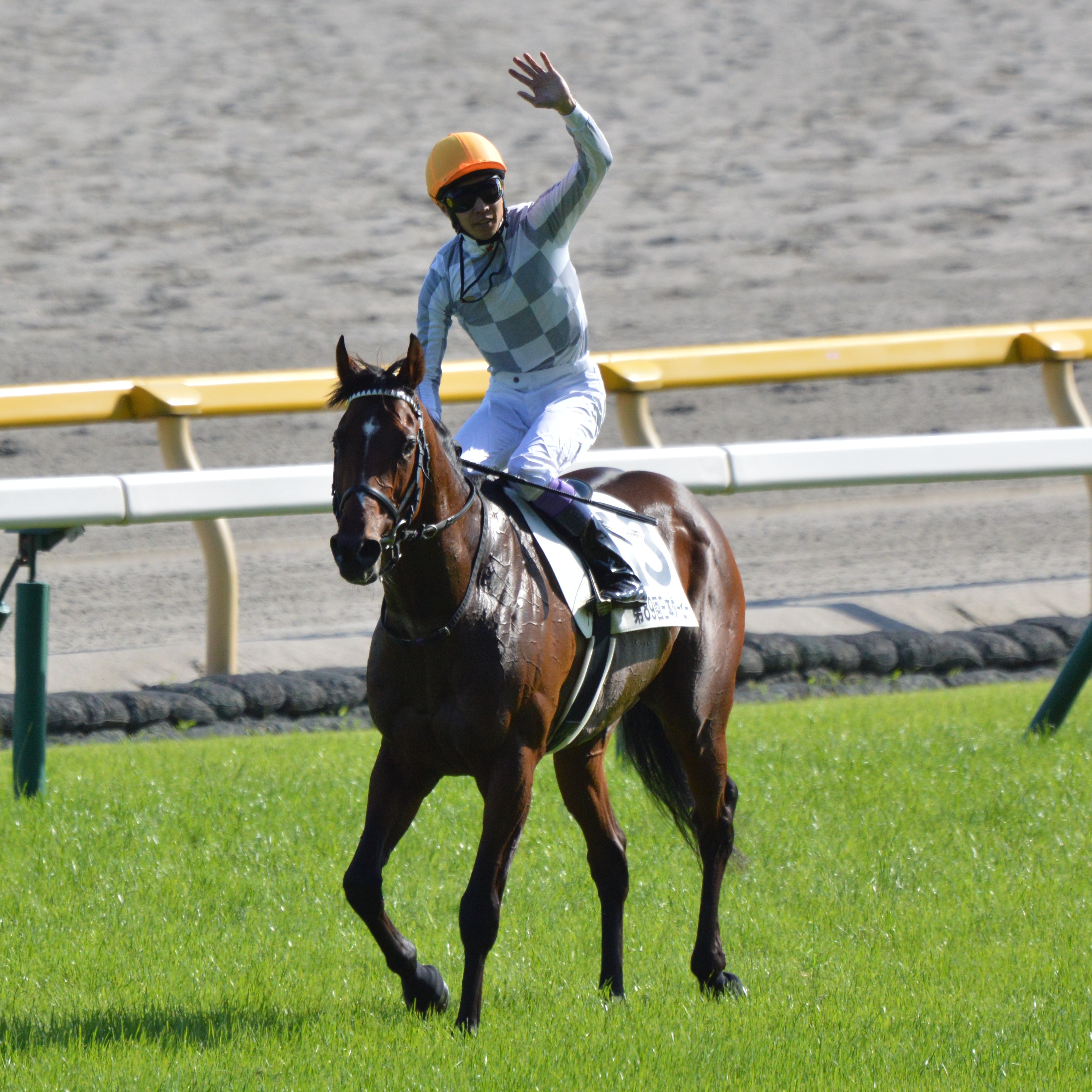 競馬 G1 セリフォス コート-