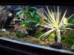 <span class="mw-page-title-main">Paludarium</span> Type of vivarium that incorporates both terrestrial and aquatic elements