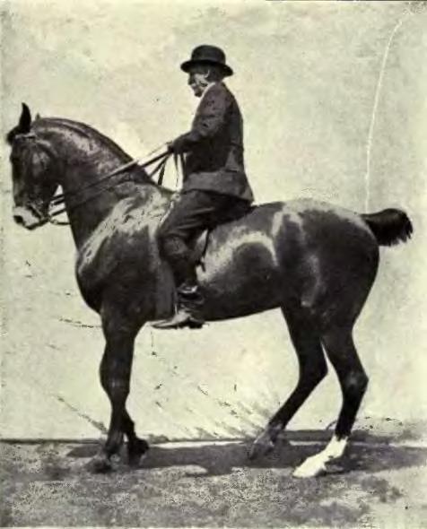 File:Equitation images fig-074.jpg