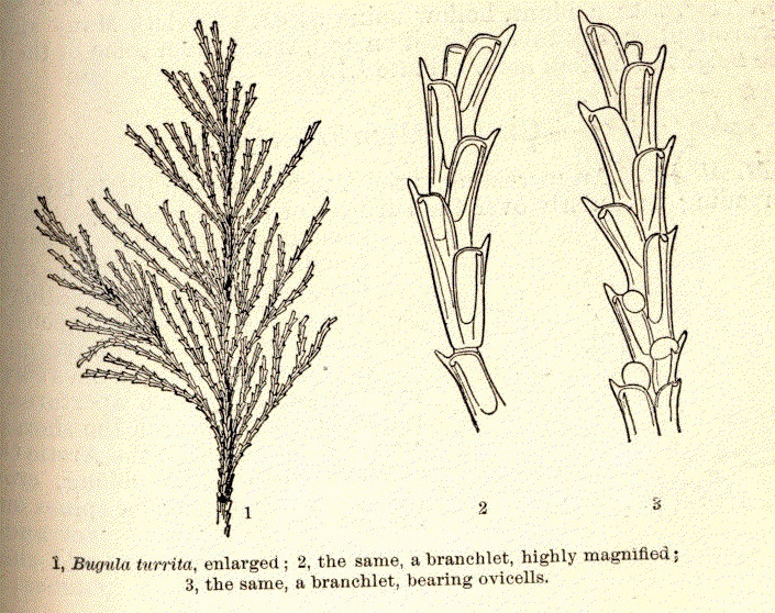 File:FMIB 52608 1 Bugula turrita.jpeg