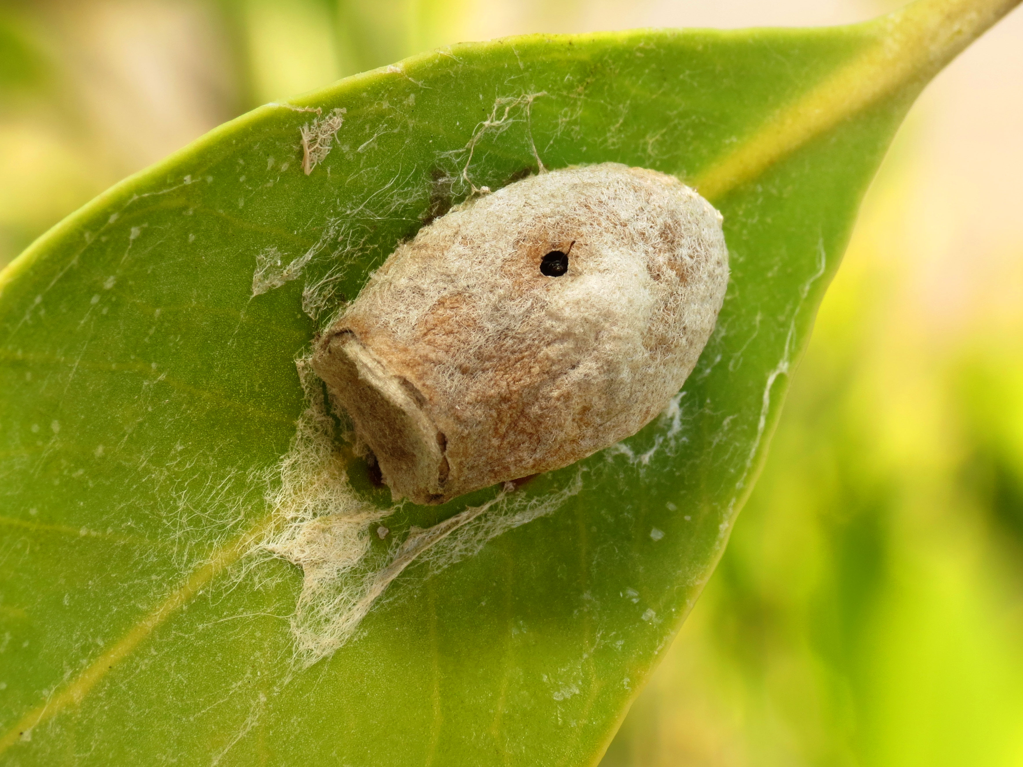 File Flannel Moth Cocoon Flickr treegrow 2 .jpg Wikimedia