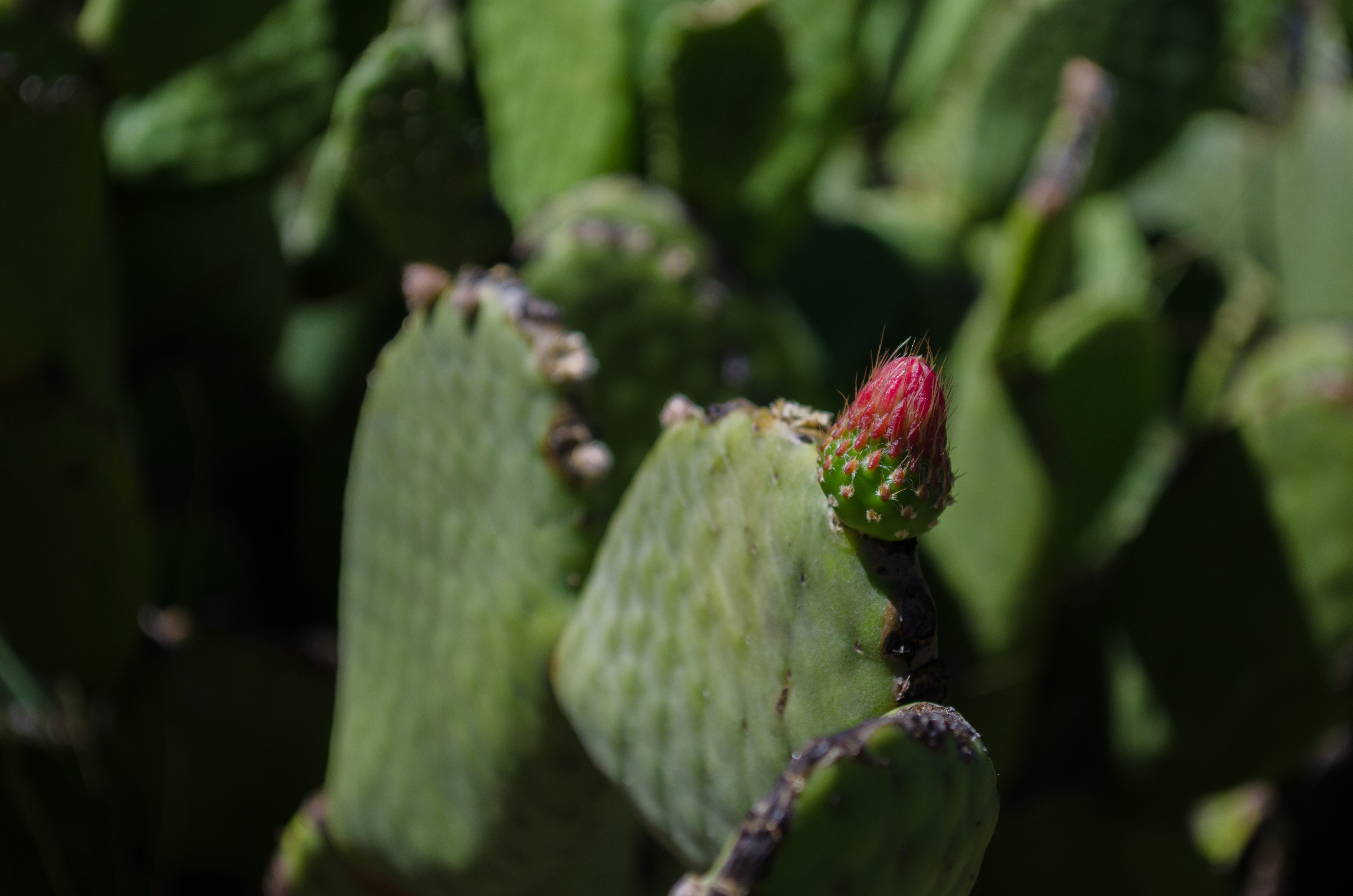 Ficheiro:Flor de cacto no inicio da formação.jpg – Wikipédia, a  enciclopédia livre