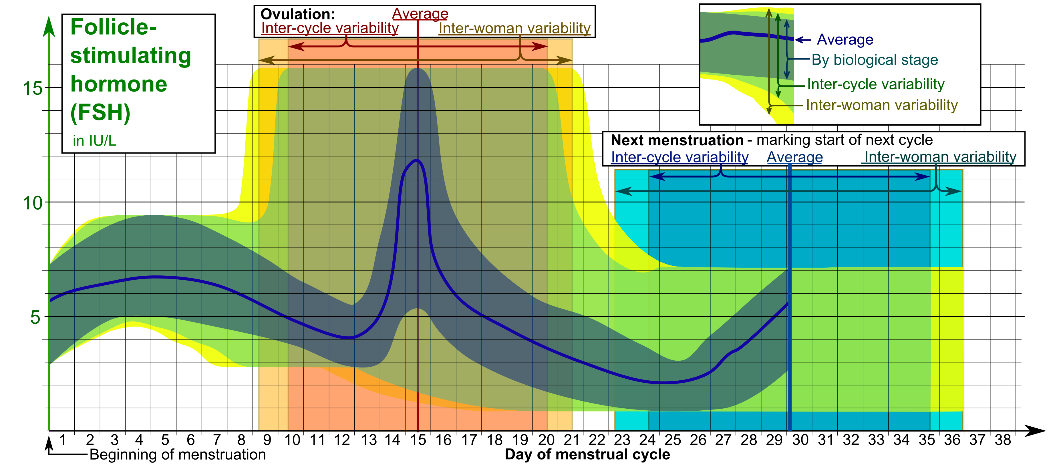 Follicular phase - Wikipedia