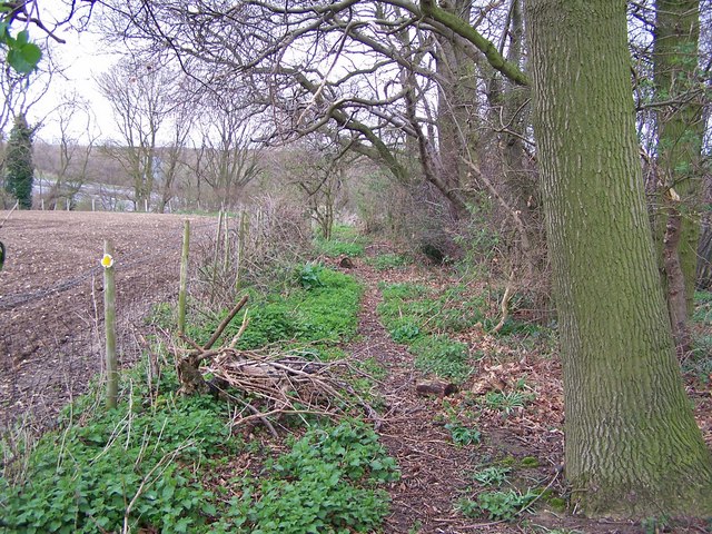 File:Footpath in Church Wood, Stockbury - geograph.org.uk - 733401.jpg