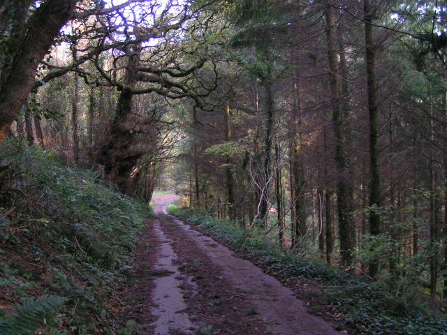 File:Going through the woods near Southcoombe - geograph.org.uk - 1584430.jpg