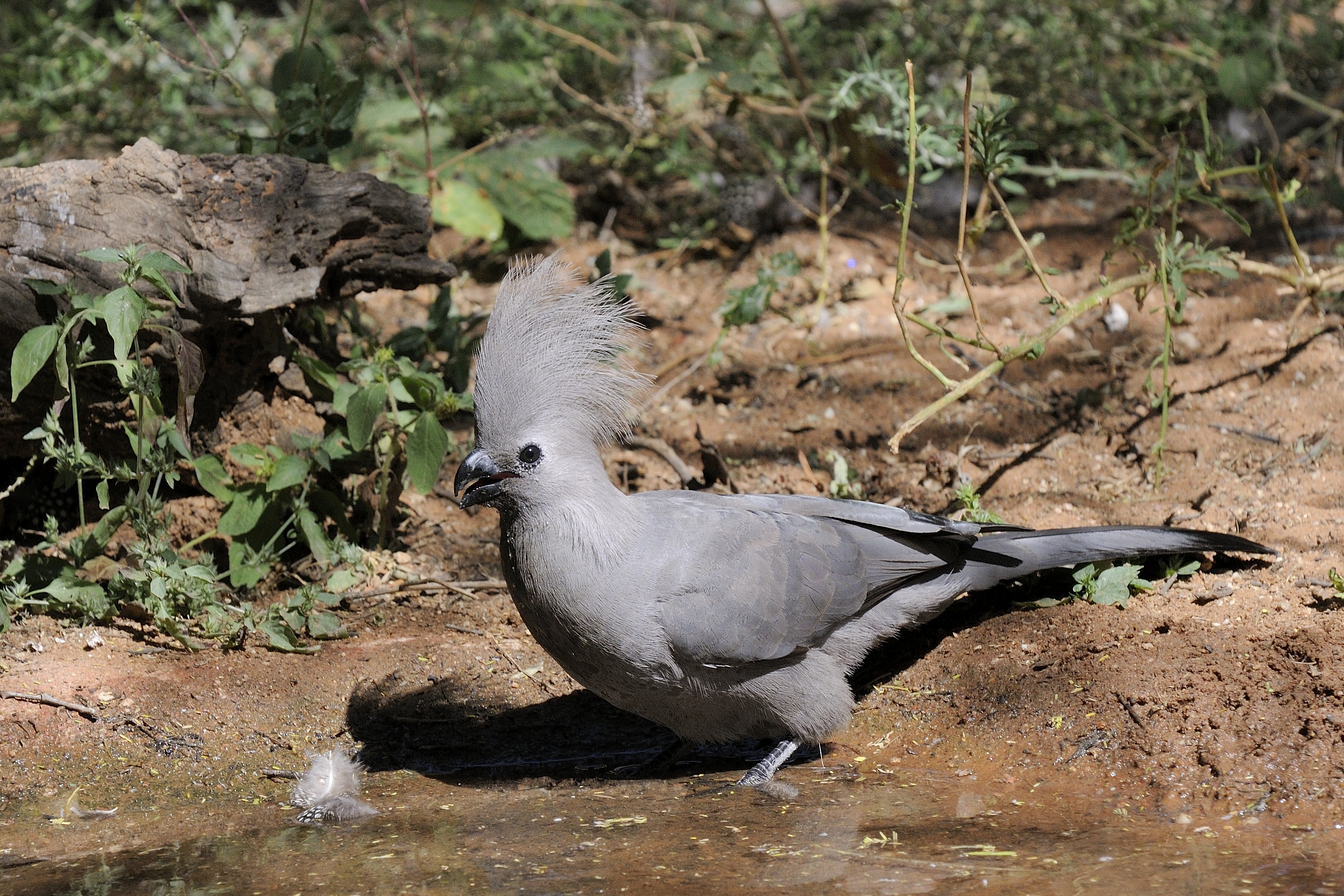 Grauer Larmvogel Wikipedia