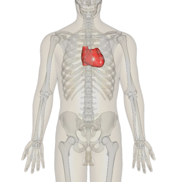 File:Heart-SG2001-transparent.png - Wikipedia