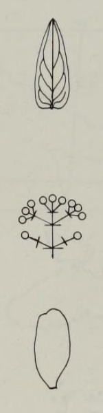 From top to bottom: leaf, flower cluster, and petal of H. foliosum Hypericum foliosum morphology diagrams.png