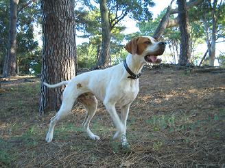 File:Kenzo en sanbernardo cazando.JPG