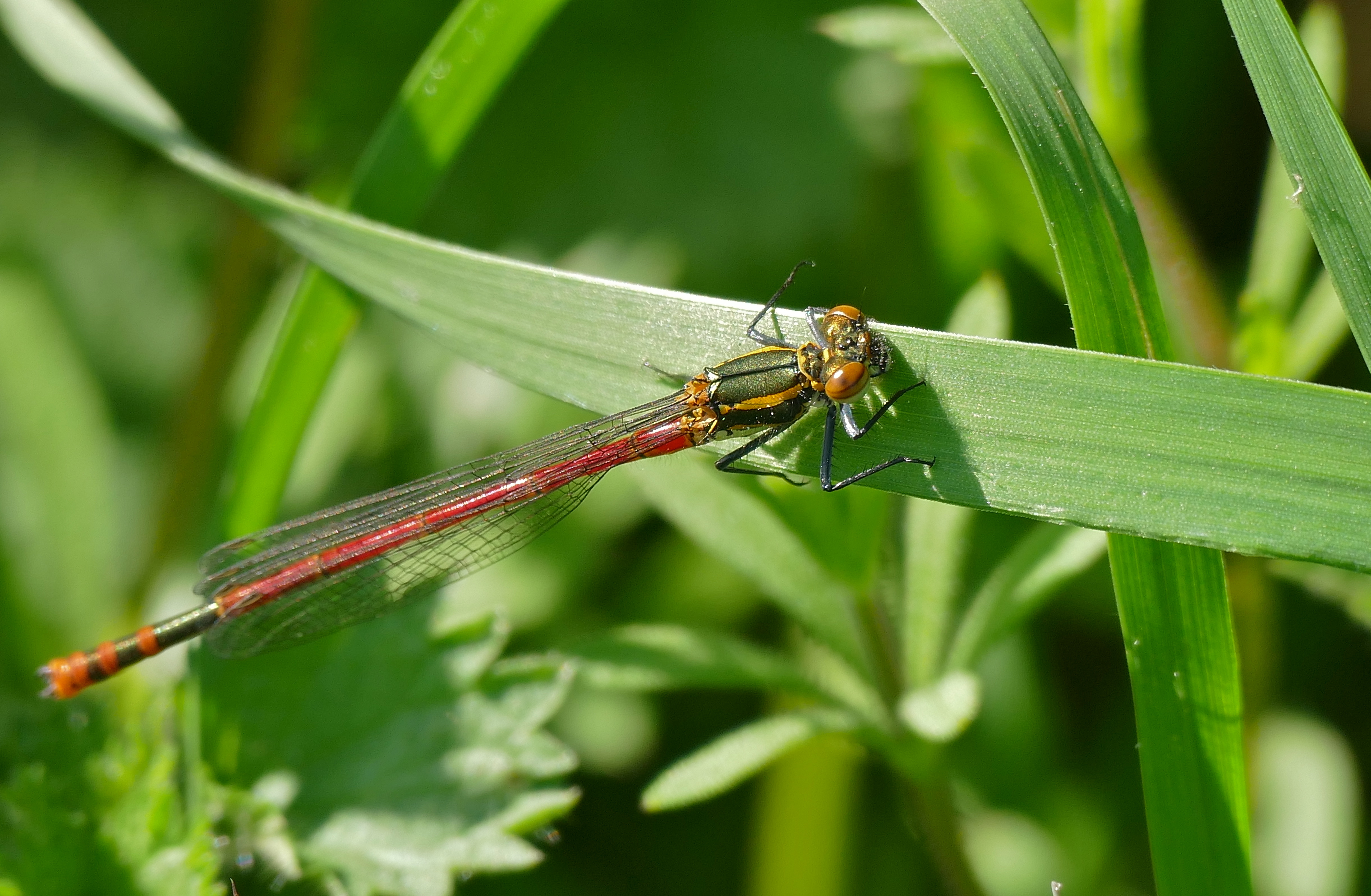 Large Red Damselfly (Pyrrhosoma nymphula) young male (17223500012).jpg