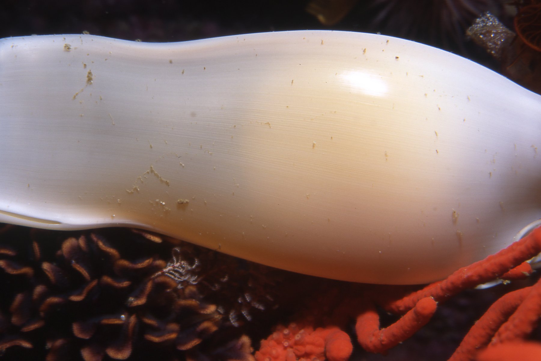 file-leopard-catshark-egg-case-jpg-wikimedia-commons