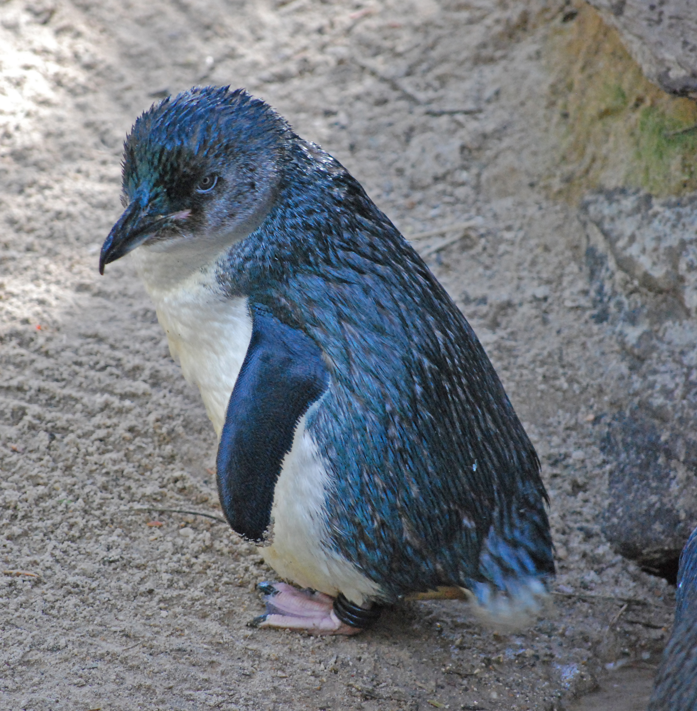 Файл:Little Blue Penguin (Eudyptula minor) -Adelaide Zoo.jpg — Википедия