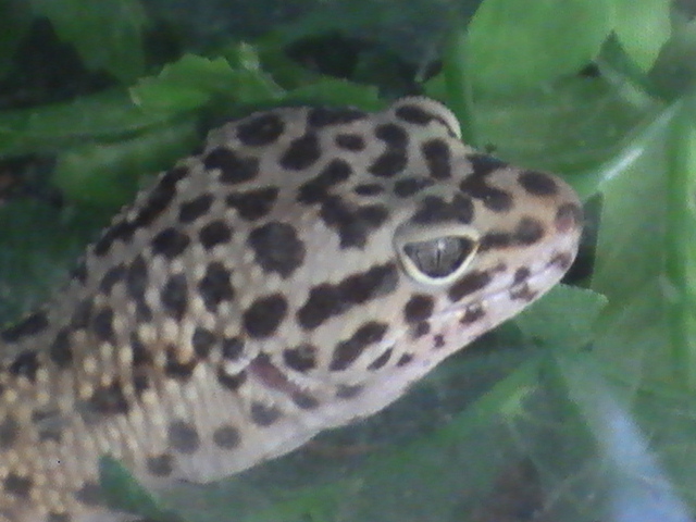 File:Male Leopard Gecko.JPG