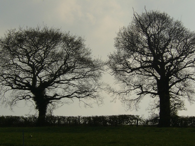 File:Mapperly trees - geograph.org.uk - 1302068.jpg