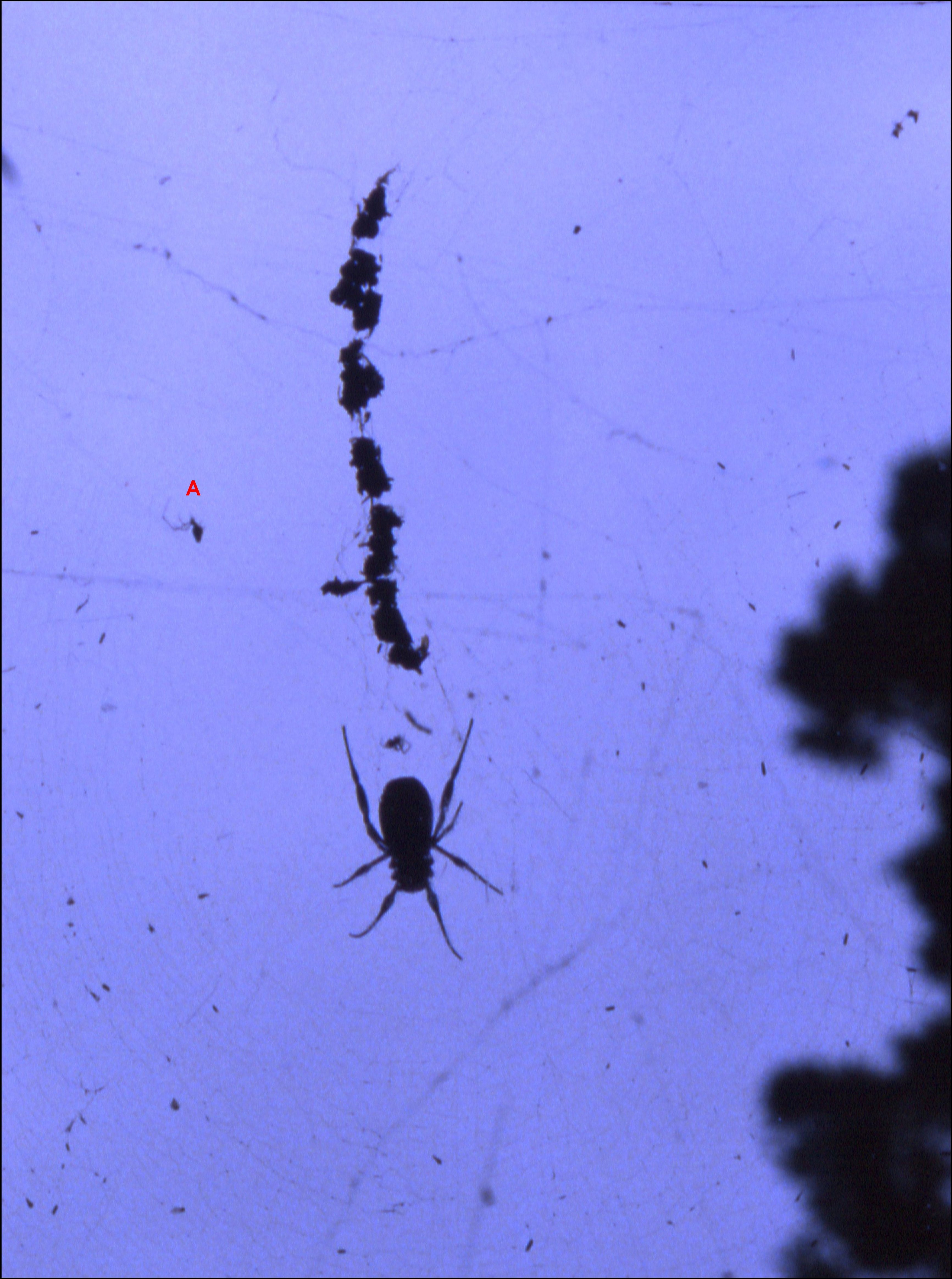 Toile d'araignée — Wikipédia