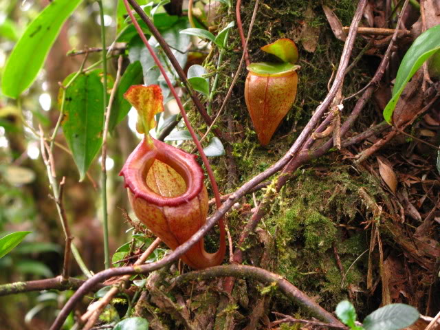 File:Nepenthes flava11.jpg