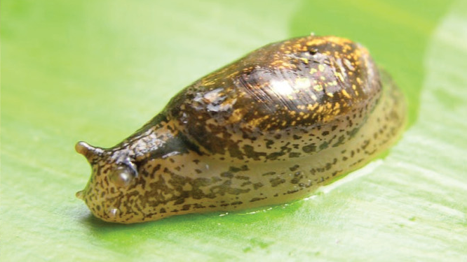 File:Omalonyx convexus 3.png