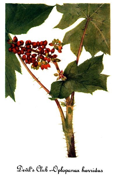 File:Oplopanax horridum-2, by Mary Vaux Walcott.jpg