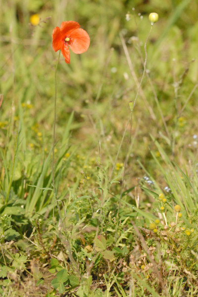 File:Papaver.rhoeas2.-.lindsey.jpg