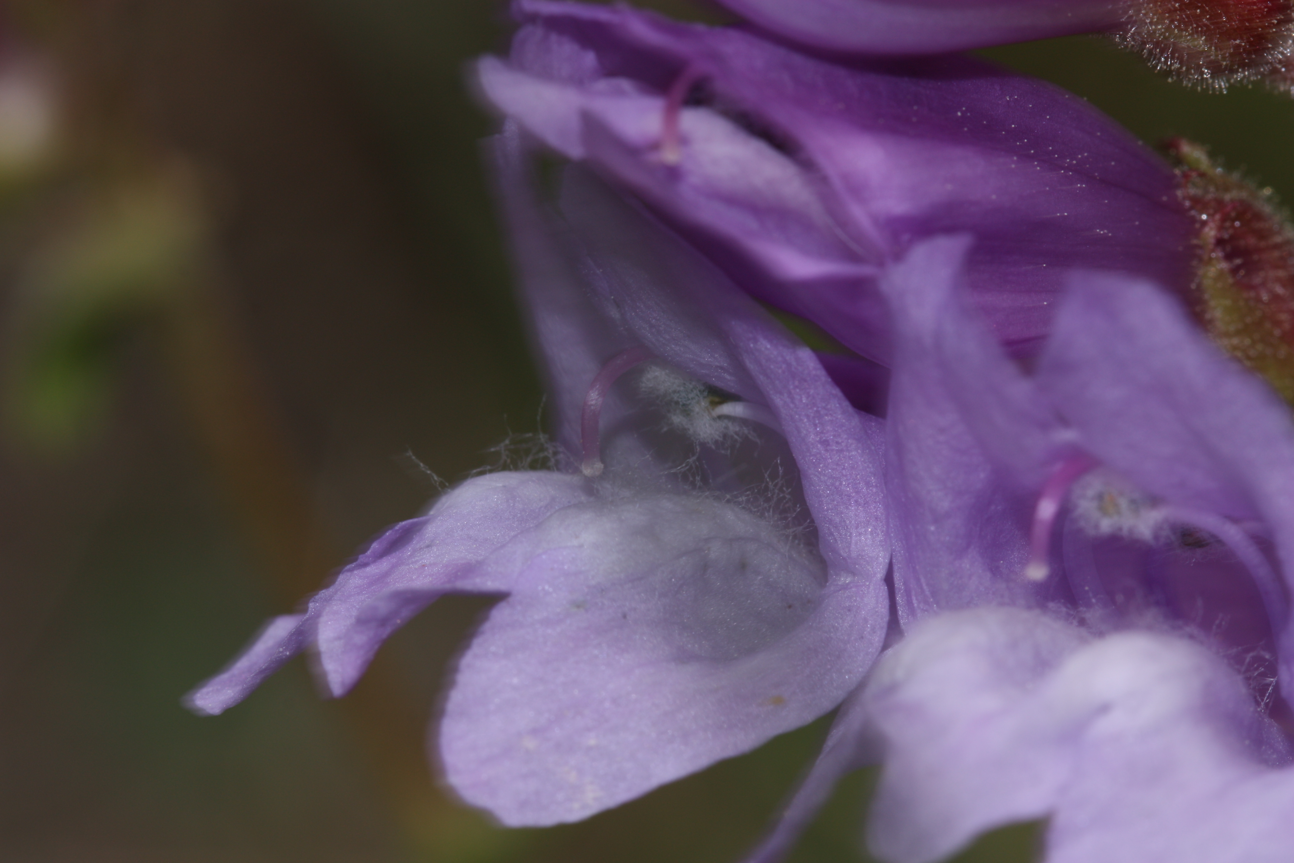 Penstemon Azureus