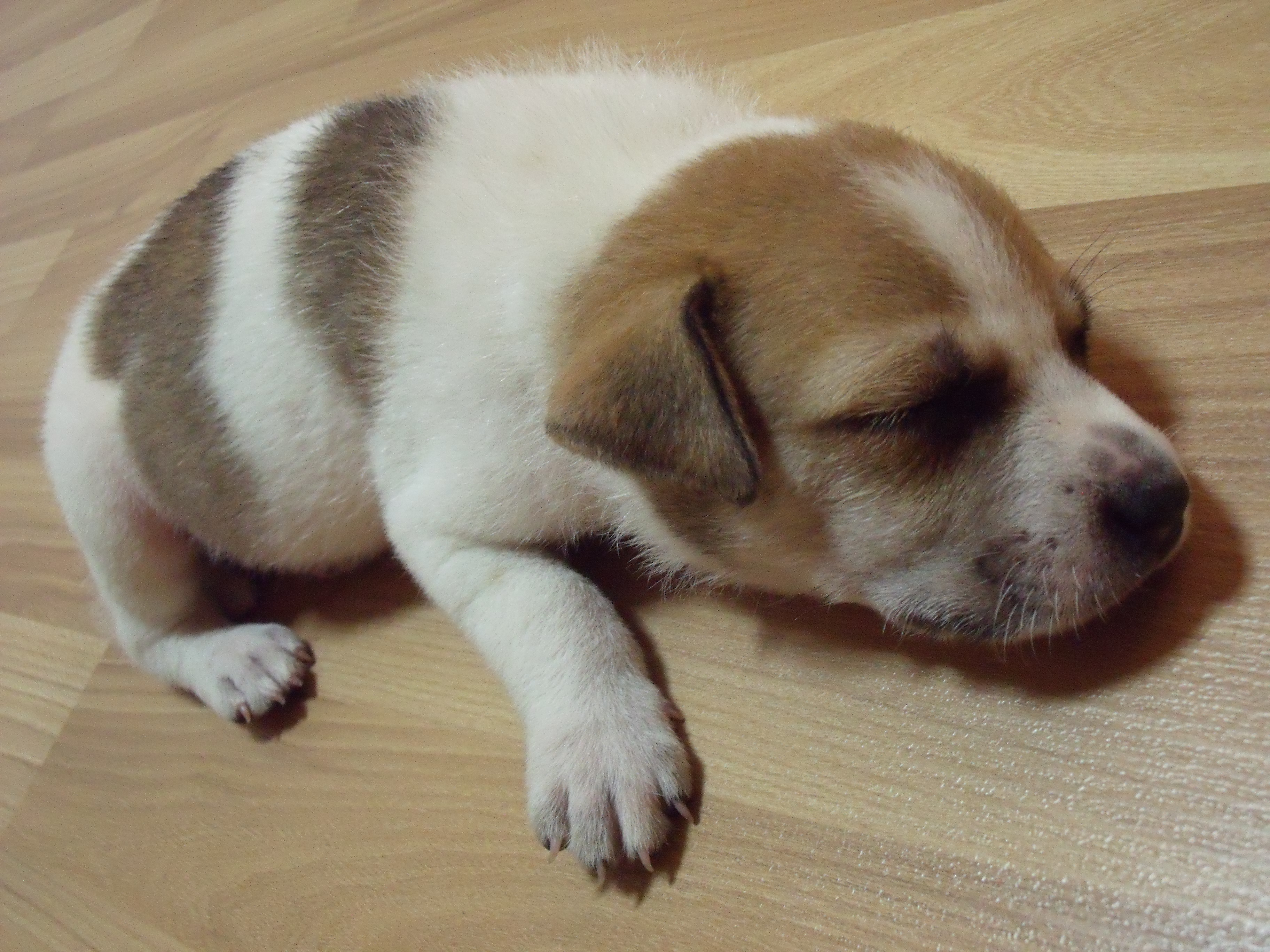 File:Puppy.JPG - Wikimedia Commons