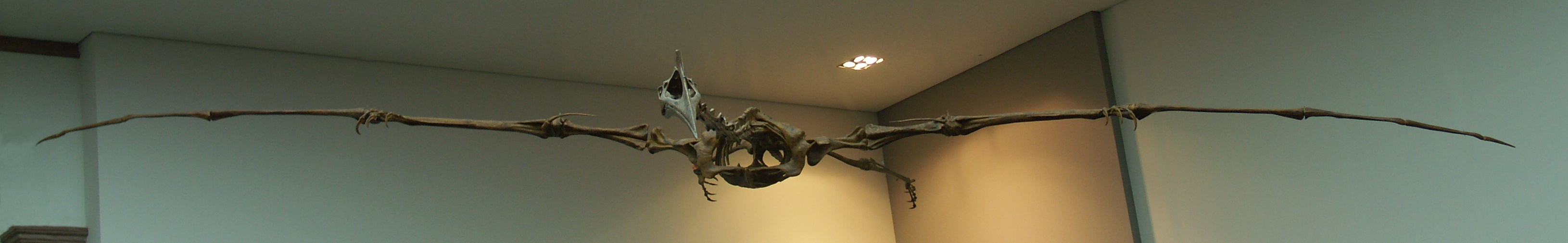 Rekonstrukcija (Naturmuseum Senckenberg, Frankfurt a. M.)