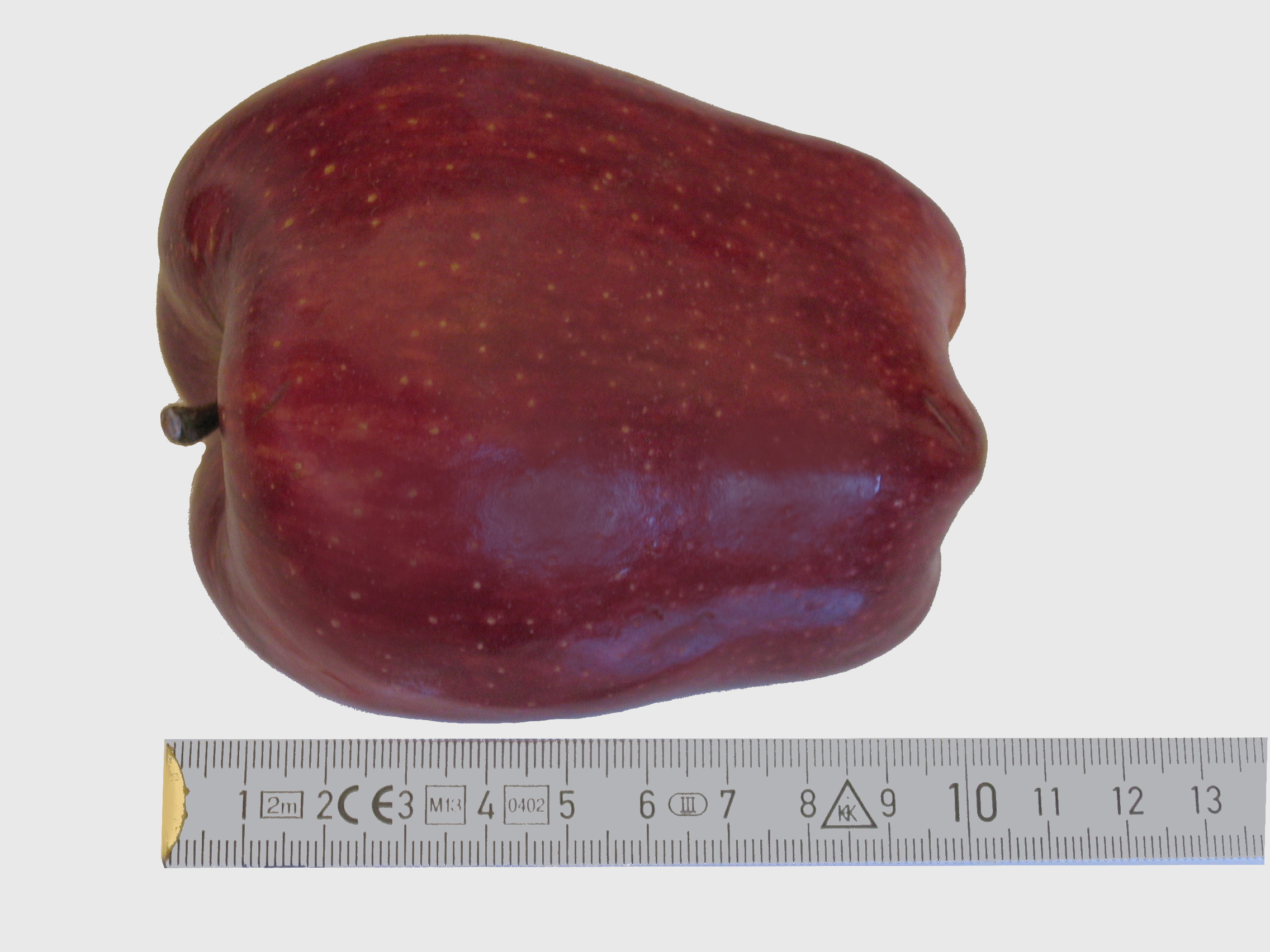 https://upload.wikimedia.org/wikipedia/commons/f/fa/Red_Chief_Apple_IMG_4148.jpg