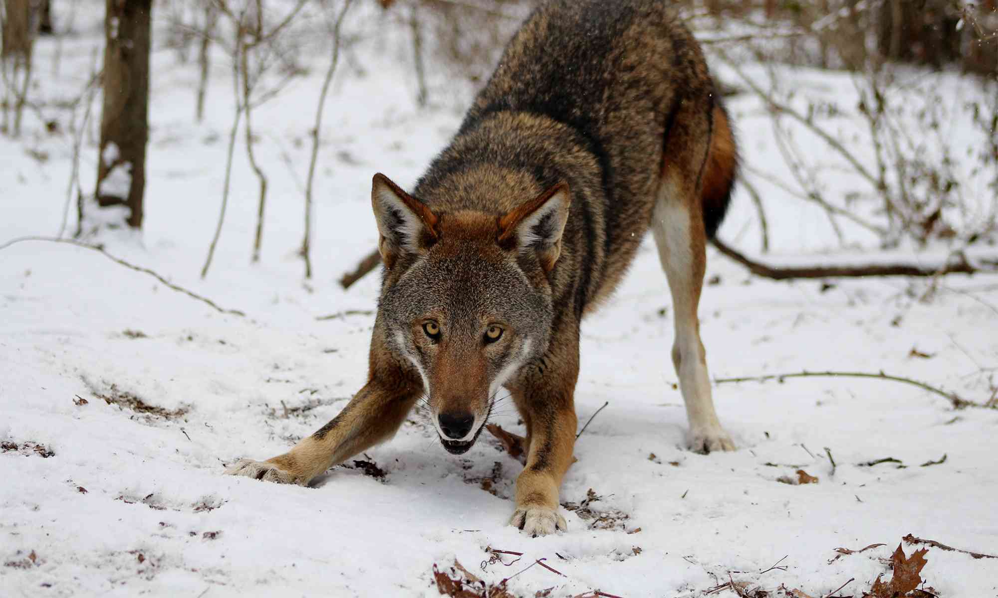 File:Red Wolf Wildlife.jpg - Wikimedia Commons