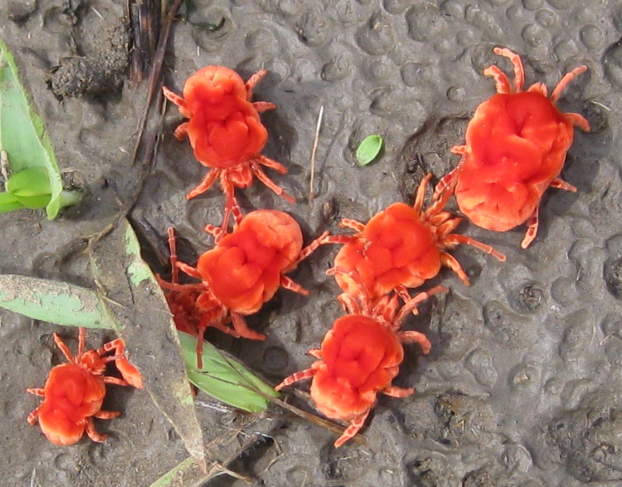 File:Red velvet mite (5338016887).jpg - Wikimedia Commons