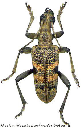 File:Rhagium mordax.jpg