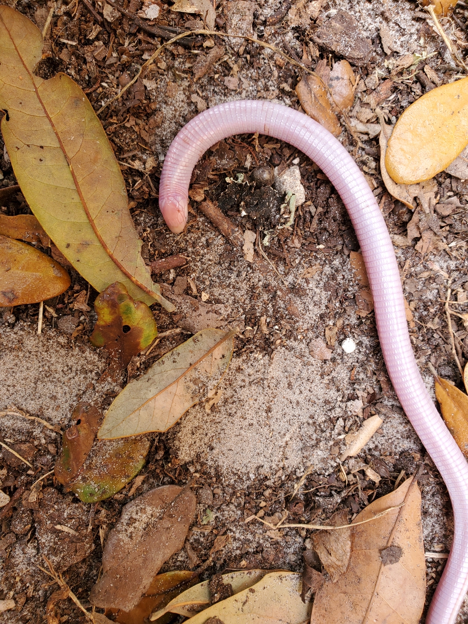 Three new snake species discovered in graveyards