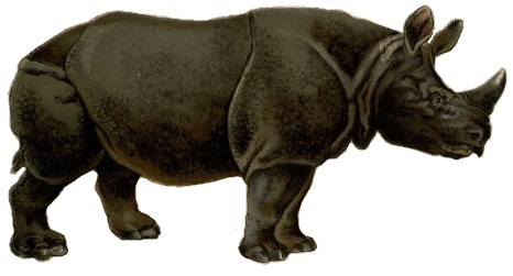 File:Rhino white background.jpg