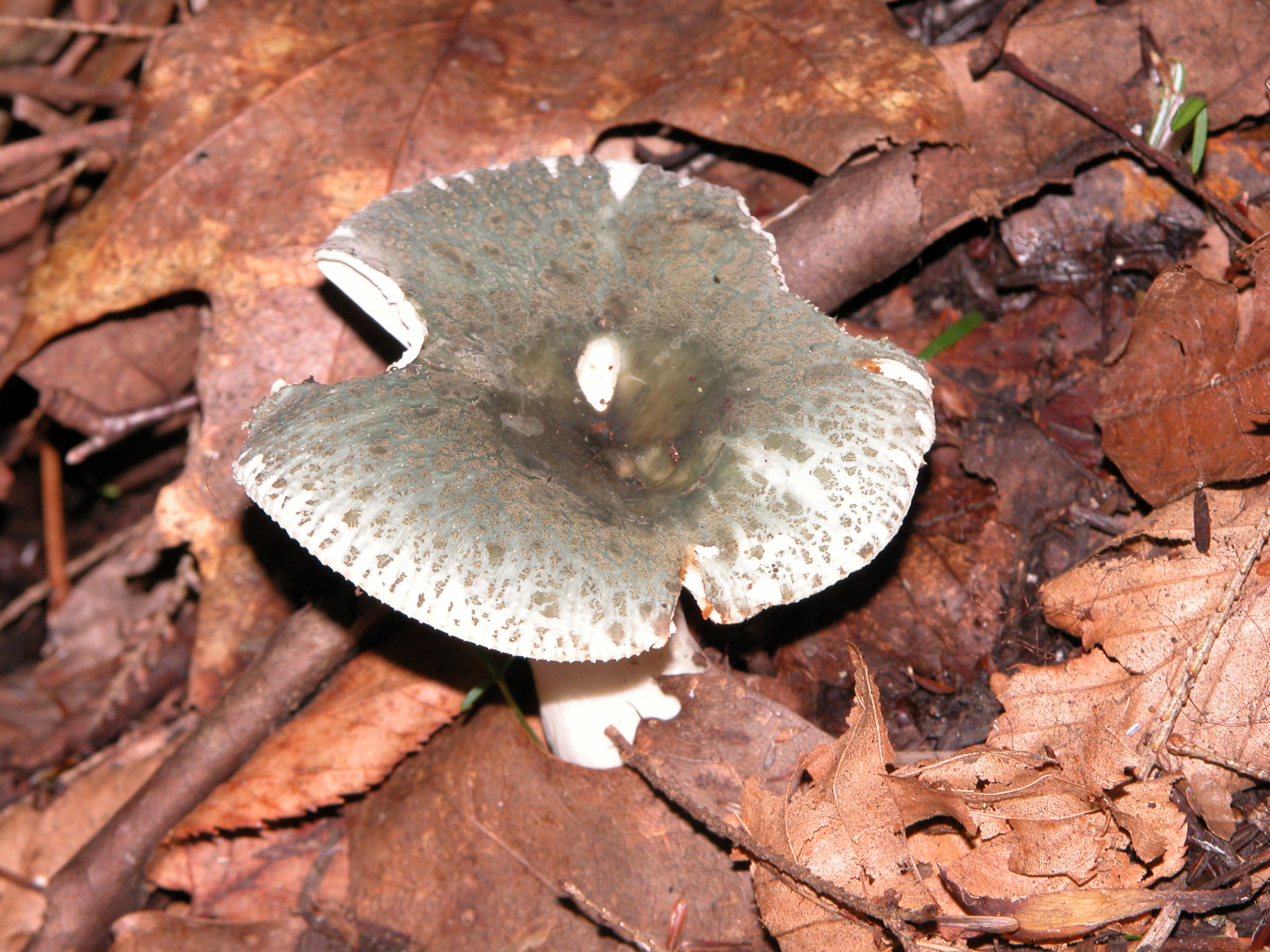 Сыроежка зеленоватая (Russula virescens)