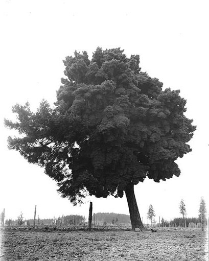 File:Single large tree leaning to left, Washington state, ca 1908 (BAR 109).jpeg