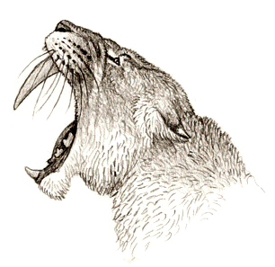 File:Smilodon gaping.jpg