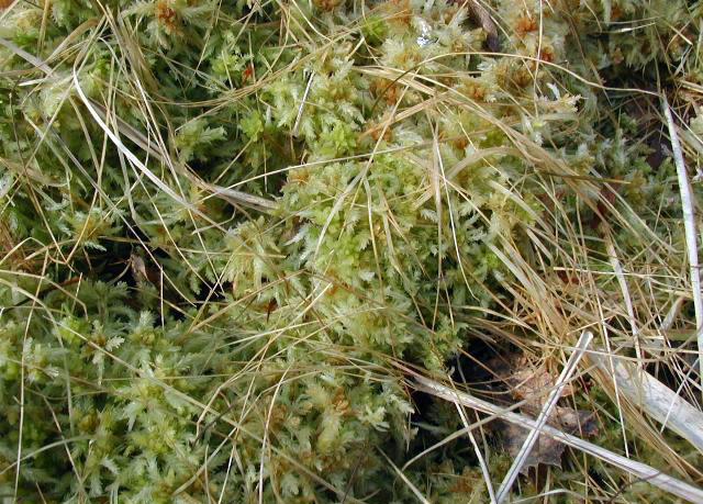 Sphagnum - Wikipedia