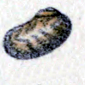 <i>Synaptocochlea concinna</i> Species of gastropod