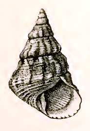 <i>Tosatrochus attenuatus</i> Species of gastropod