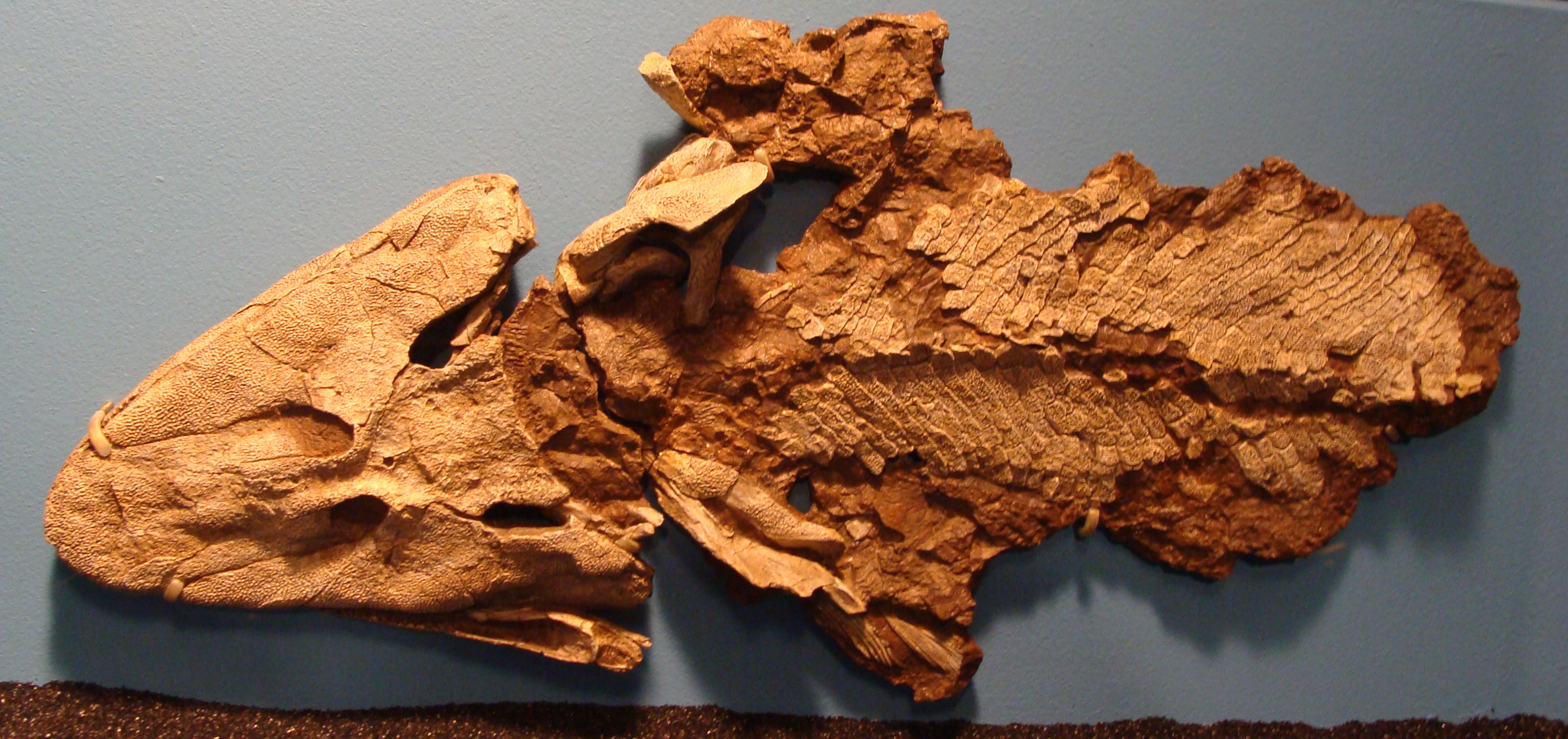 Top 47+ imagen tiktaalik fossil