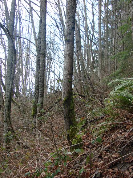 File:Trees showing the presence of creep.jpg