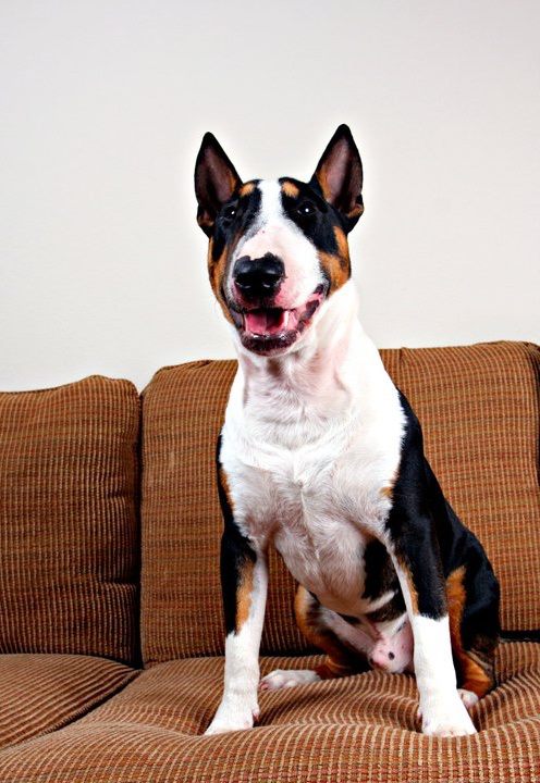 tricolour english bull terrier