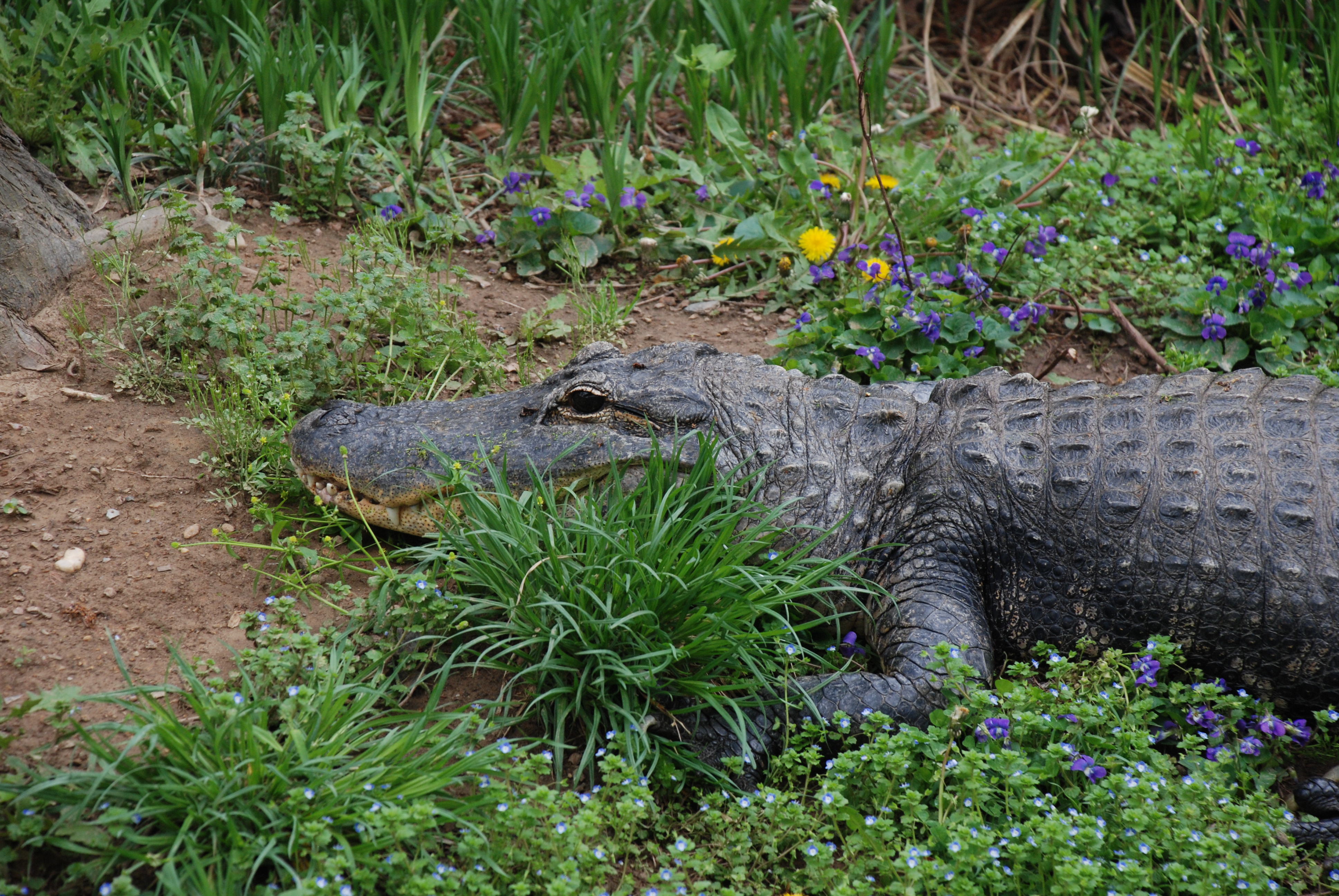 American alligator  Smithsonian's National Zoo