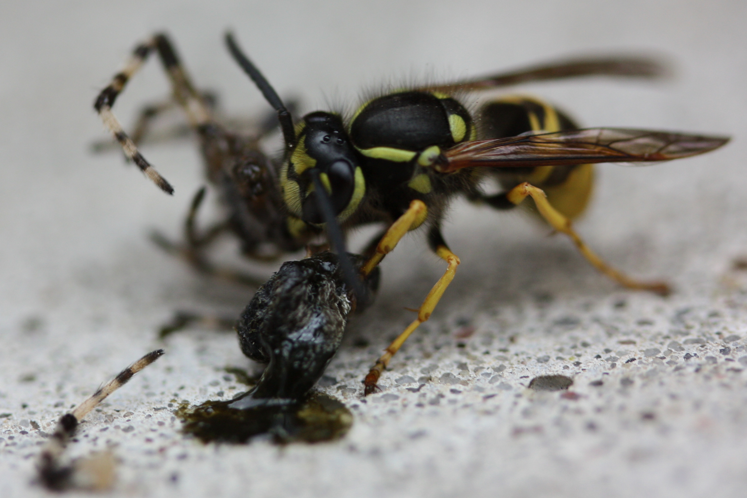 tarantula eating wasp