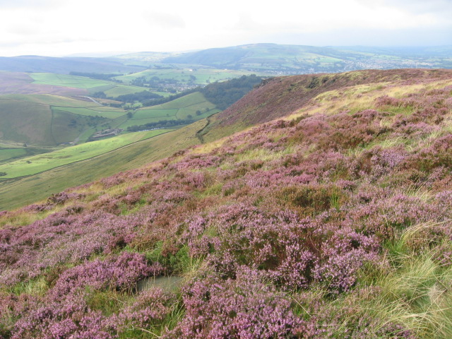 File:Yellow Slacks hillside - geograph.org.uk - 941533.jpg