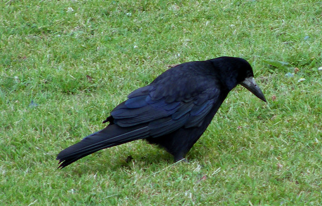 File:A Rook at Lossiemouth - geograph.org.uk - 1441948.jpg