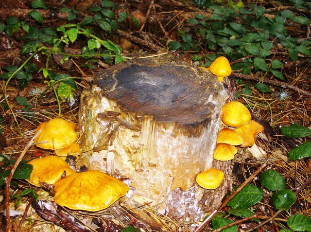 File:A lurid coloured fungus - geograph.org.uk - 604655.jpg