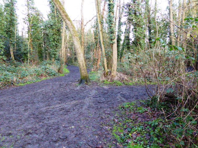 Alder Moors