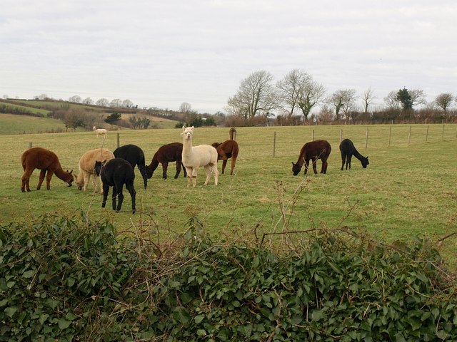 File:Alpacas at West Leigh - geograph.org.uk - 1159342.jpg